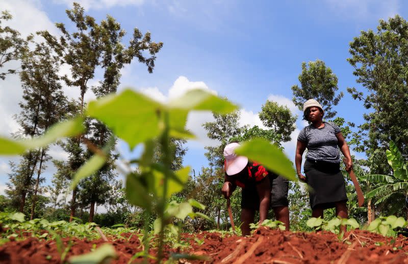 Mercy Wanjira 39, and Caroline Wangari 38, work at their genetically modified pest resistant Bt cotton variety, in Kimbimbi village of Kirinyaga