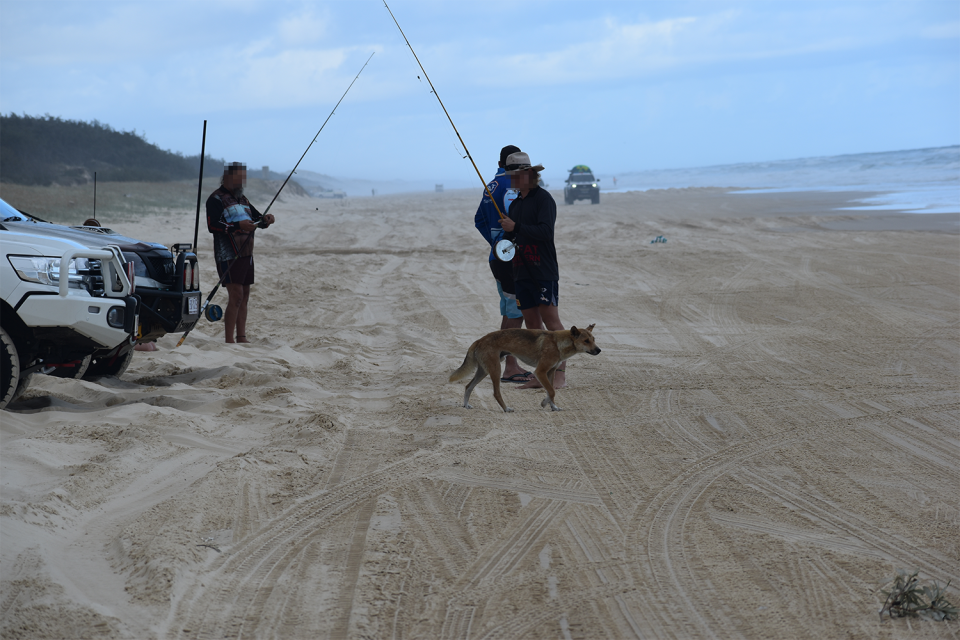 Three men with fishing rods next to 4x4 vehicles in K'gari. A dingo walks past them.