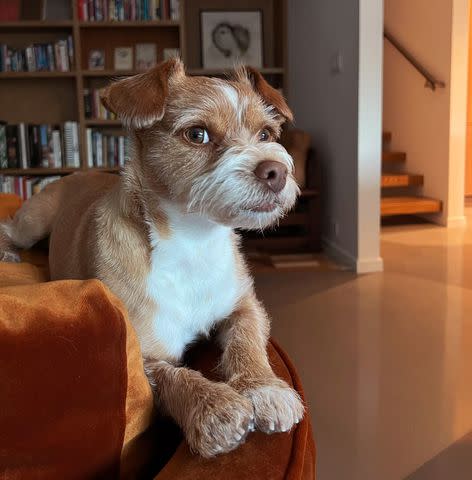 <p>Redforddog/ Instagram</p> Lily Collins' dog Redford