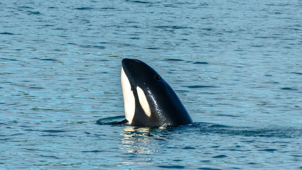  A killer whale pokes its head out of the water. 