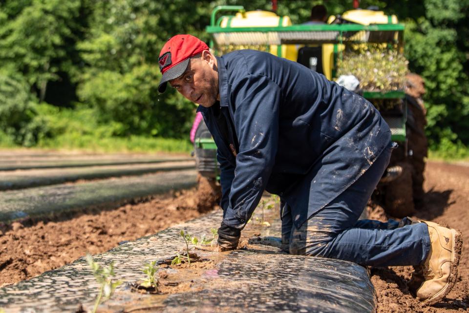 Sen. Cory Booker spent the morning working alongside undocumented workers as part of the Take Our Jobs campaign by United Farm Workers. Sweat drips off Booker as he helps plant tomatoes alongside undocumented workers at an organic farm in New Jersey on Friday June 17, 2022.