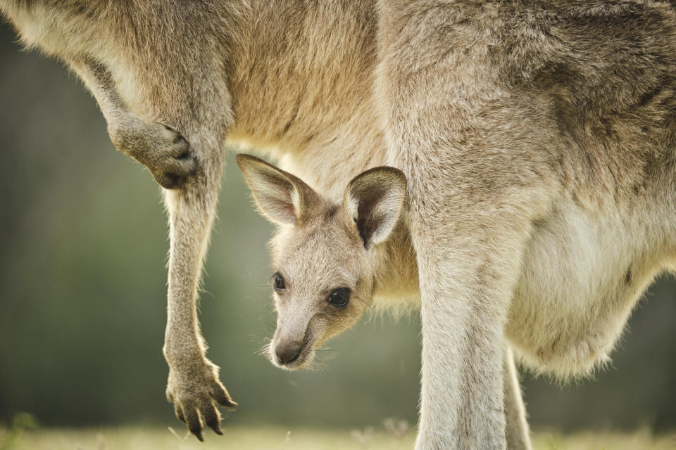 a joey hanging from its mother's pouch