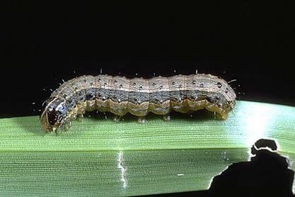 Fall armyworm. Yuck! Photo: www.greencast.co.za