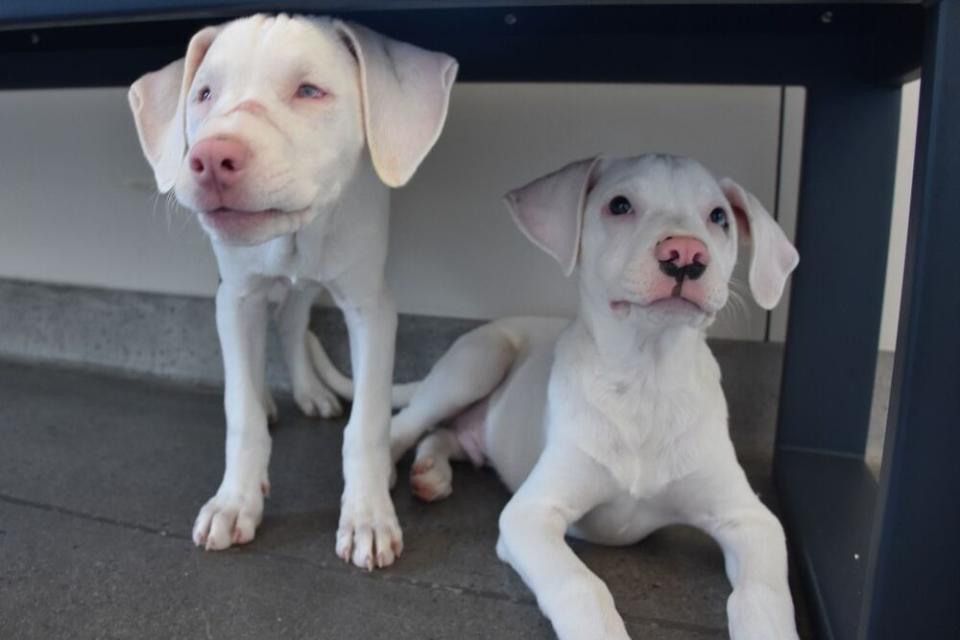 Star and Denver | Helen Woodward Animal Center