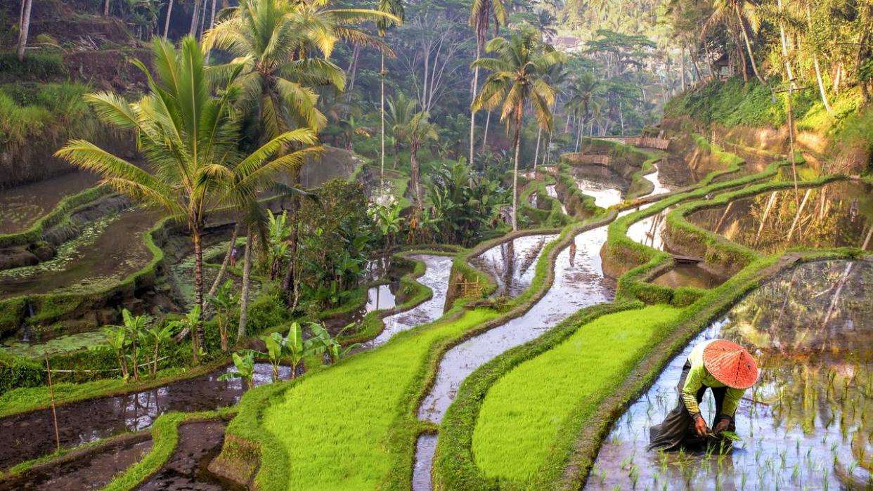 Rice field workers in Indonesia