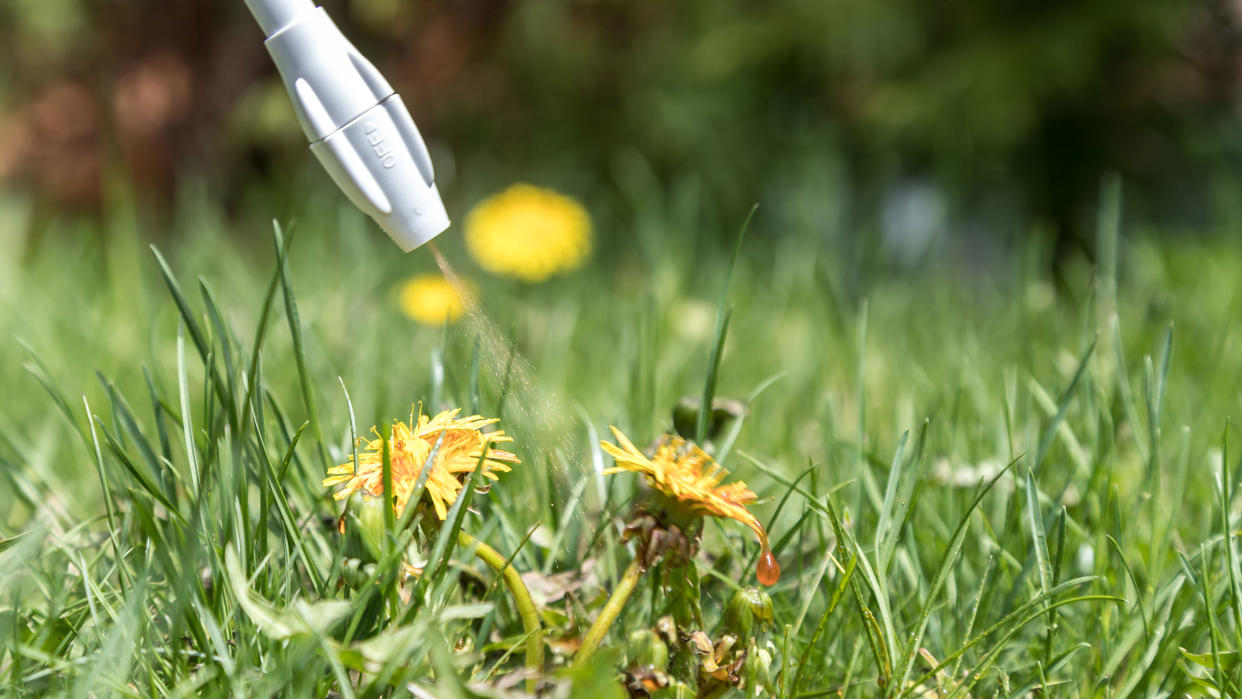  spraying a liquid on dandelion lawn weeds to kill them 