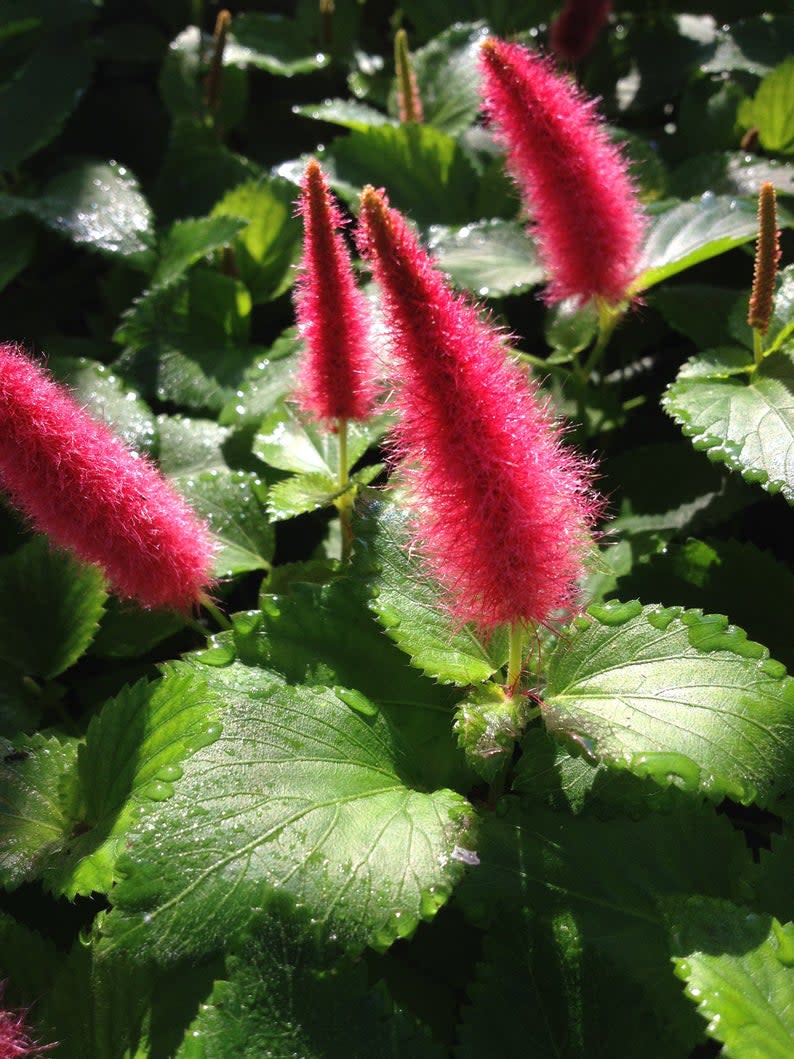 1) Chenille Plant