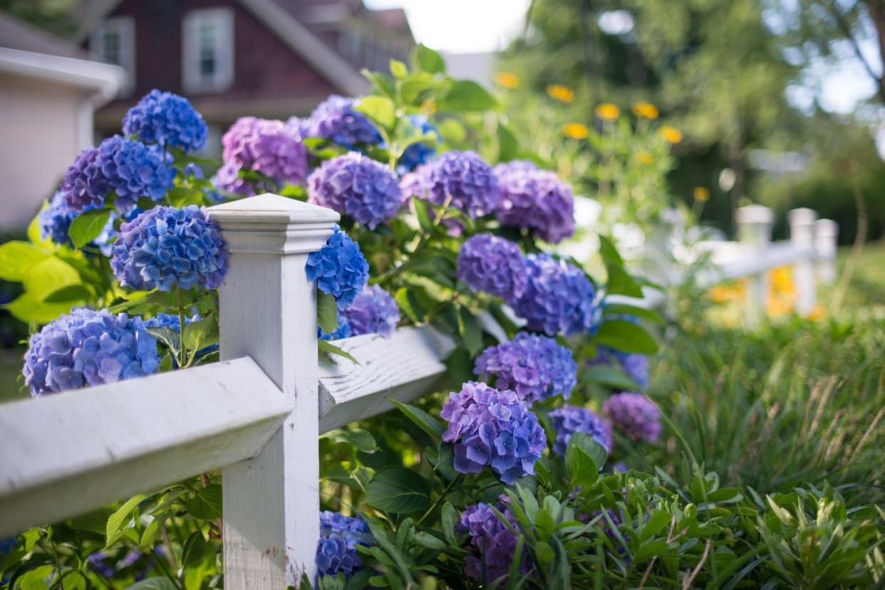 how to grow hydrangeas