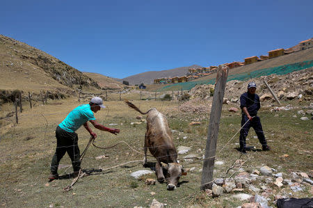 People prepare a cow for slaughter in the town of Nueva Fuerabamba in Apurimac, Peru, October 4, 2017. REUTERS/Mariana Bazo