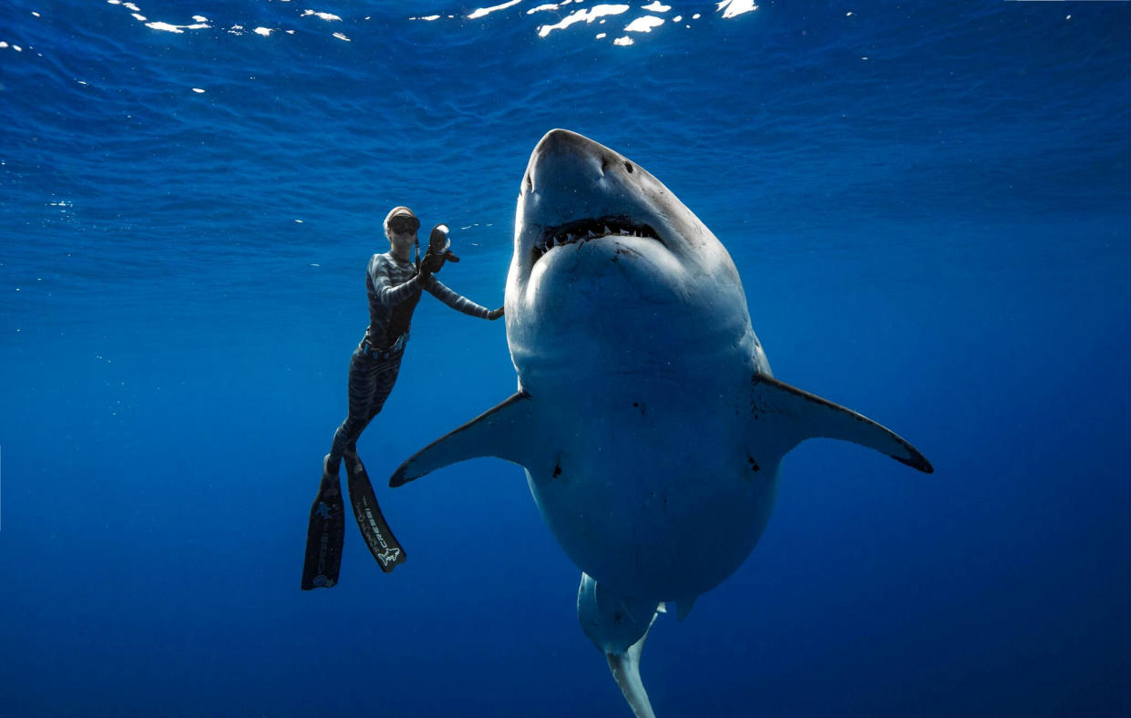 <em>A team of divers had a close encounter with one of the biggest great white sharks on record (Picture: @JuanSharks/@OceanRamsey/Juan Oliphant/oneoceandiving.com via REUTERS) </em>