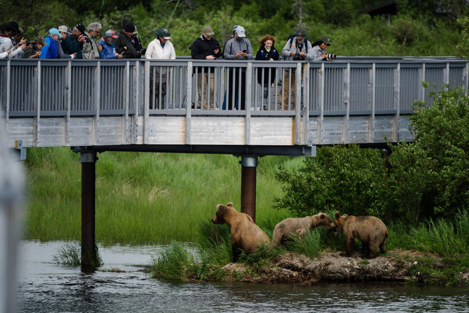 People watch 910 sit with her cub 910 Jr. and adopted niece 909 Jr. under the bridge in Brooks Camp at Katmai National Park in Bristol Bay, Alaska, on July 6. (Photo for The Washington Post by Sophie Park)