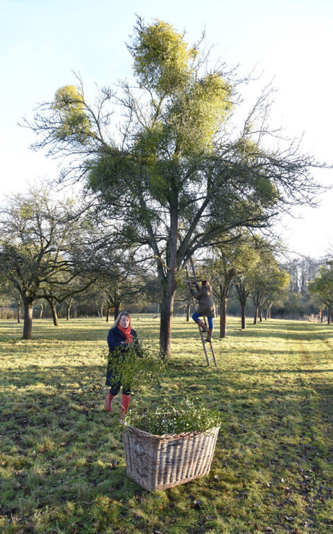 Peta Darnley collecting mistletoe with help from Louisa Gregory Norton - Credit: JAY WILLIAMS