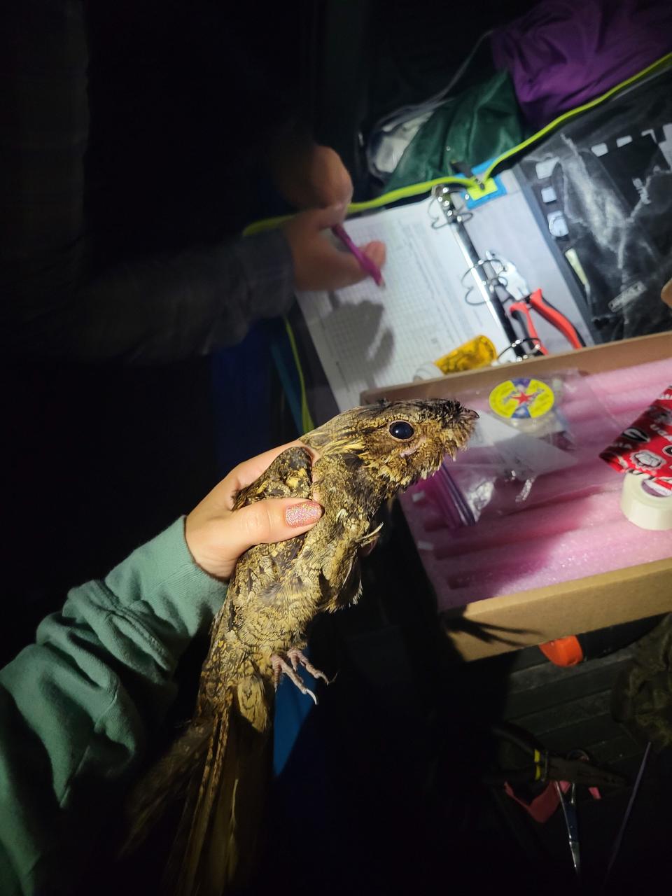 A researcher holds a chuck-will's-widow by flashlight during a nighttime survey.