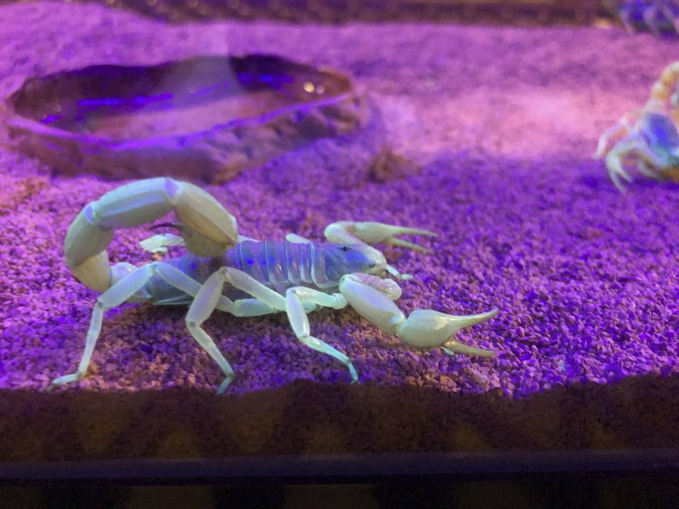 In this Aug. 18, 2019 photo, a scorpion appears in a tank after being captured in Lost Dutchman State Park, Ariz. Feared, admired and loathed, scorpions have roamed the earth for 450 million years. An interesting way to learn about the critters, which glow under black lights, is to go on scorpion hunts in Southwest states like Arizona and New Mexico. Wear closed-toed shoes and pants, bring black lights and prepare to be awed. (AP Photo/Peter Prengaman)