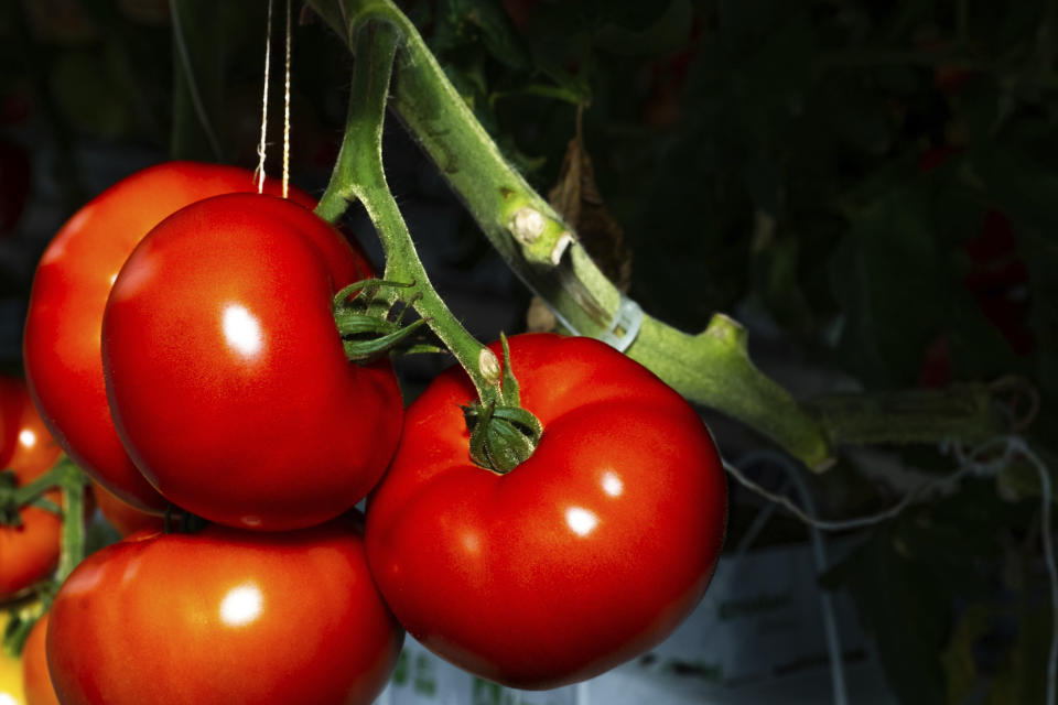 This Thursday, Jan. 14, 2021 photo provided by AppHarvest shows tomatoes being grown in their Morehead, Ky. facility. The company is one of several big players in the fast-growing indoor farming space. Experts say tech advances from the cannabis industry and lower-cost, energy efficient LED bulbs are helping fuel growth, along with increasing customer demand for sustainable food. (AppHarvest via AP)