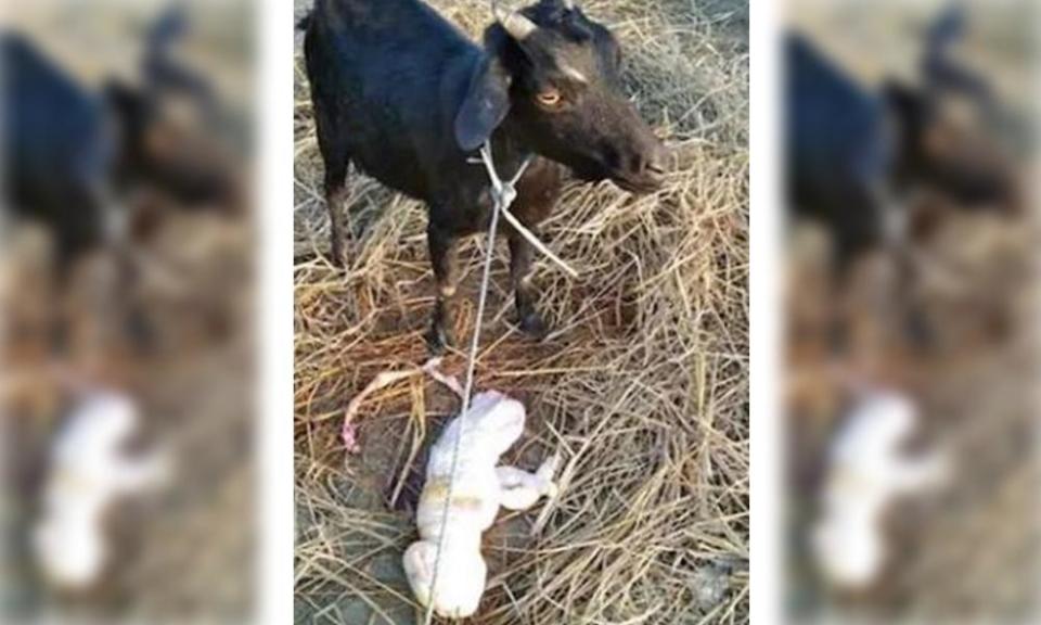 山羊的飼主表示，印度許多地方都把動物生下畸形兒當凶兆。（翻攝《trixabia.com》）