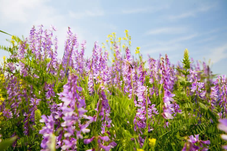 Cultivo de vicia