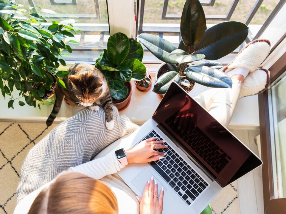 Girl sit on armchair putting feet on windowsill work on laptop at home cat nearby wants attention