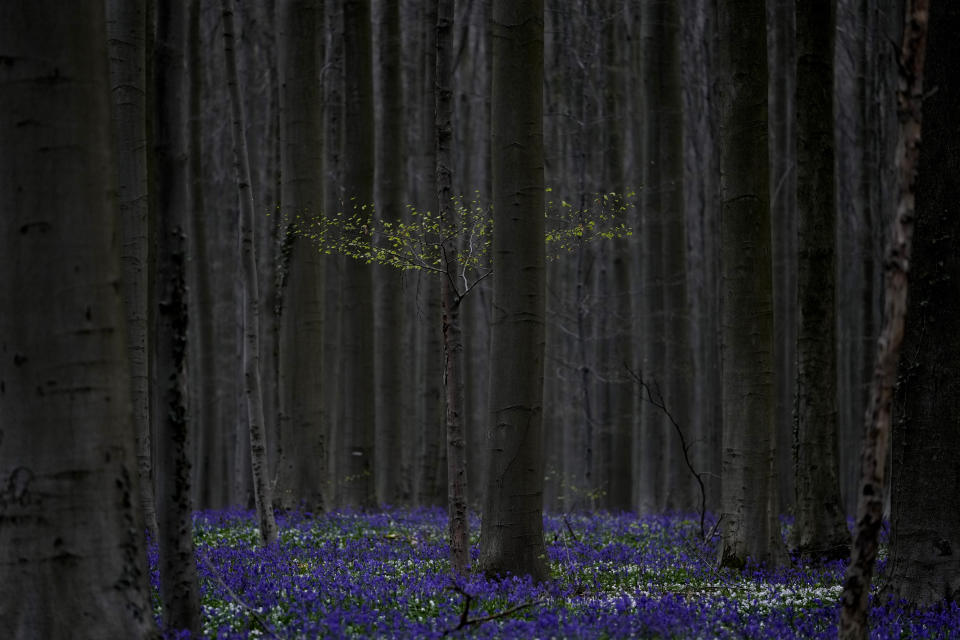 New growth on a tree is surrounded by bluebells, also known as wild hyacinth, as they bloom in the Hallerbos forest in Halle, Belgium, on Monday, April 17, 2023. Rain or shine, there is no way to keep budding flowers down. And from the world-famous Keukenhof in the Netherlands to the magical bluebell Hallerbos forest in Belgium, they are out there again, almost in cue to enthrall, enthuse and soothe the mind. All despite the cold and miserable early spring in this part of Western Europe. (AP Photo/Virginia Mayo)
