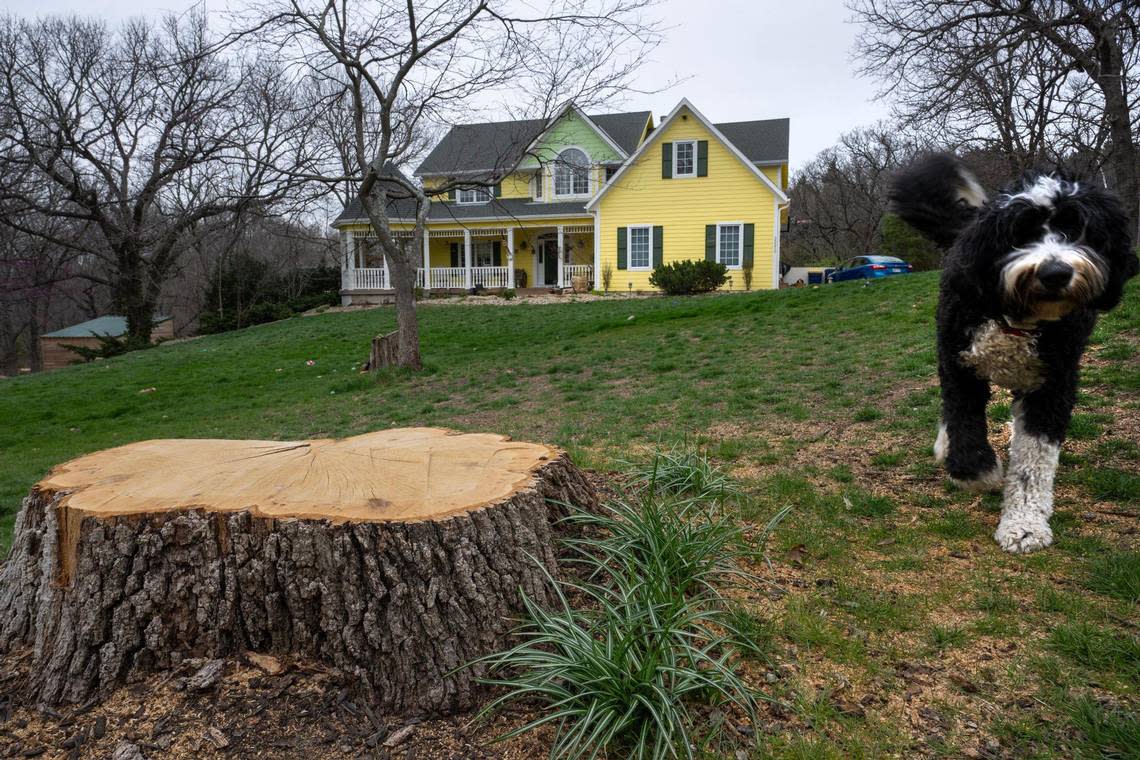 Stumps, soon to be cleared, are what remain of the grove of trees in the front yard of Michael and Diane Olson on 95th Street in De Soto. The trees were replaced by a 100-foot tall steel power pole to feed electricity to the new Panasonic battery plant set to open in 2025.