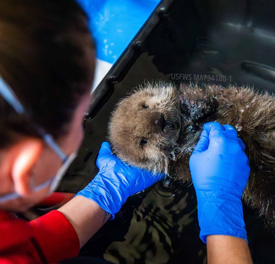 Sea otter pup held by lab technician