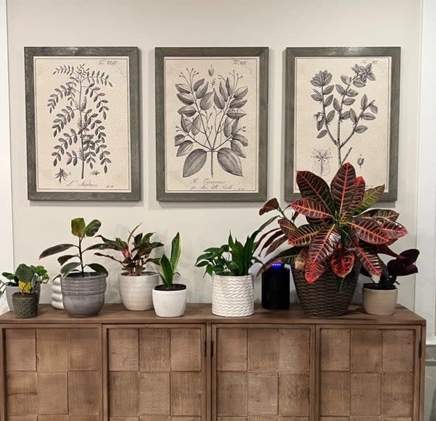 Framed botanical prints above a wooden cabinet with assorted potted plants displayed on it