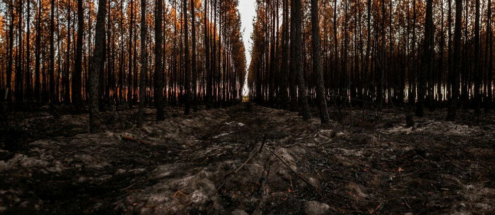 Un comité scientifique tire la sonnette d'alarme sur l'extinction de plusieurs variétés d'arbres.  - Credit:GEOFFREY BIRE / Hans Lucas / Hans Lucas via AFP