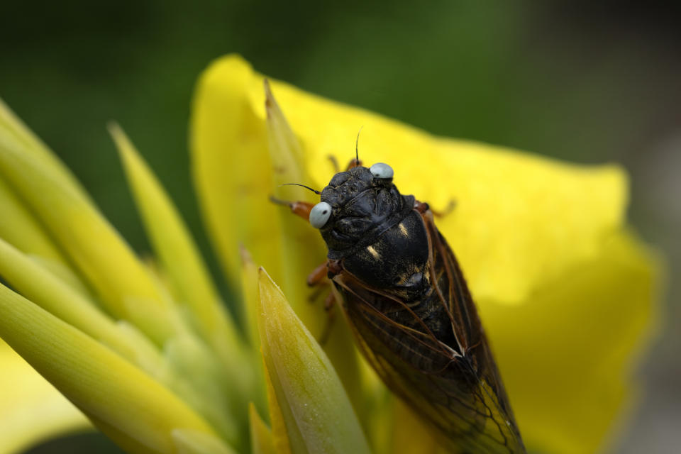 A blue-eyed cicada perches on a flower at the Morton Arboretum, Friday, May 24, 2024, in Lisle, Ill. (AP Photo/Erin Hooley)