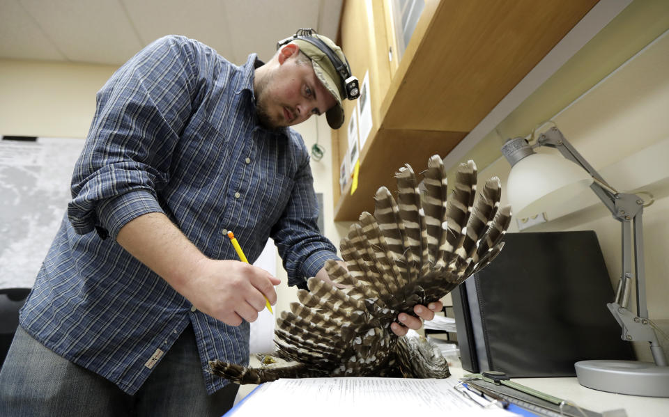In this photo taken in the early morning hours of Oct. 24, 2018, wildlife technician Jordan Hazan records data in a lab in Corvallis, Ore., from a male barred owl he shot earlier in the night. The owl was killed as part of a controversial experiment by the U.S. government to test whether the northern spotted owl's rapid decline in the Pacific Northwest can be stopped by killing its larger and more aggressive East Coast cousin, the barred owl, which now outnumber spotted owls in many areas of the native bird's historic range. (AP Photo/Ted S. Warren)