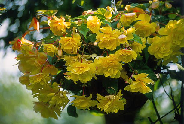 summer flowers begonia