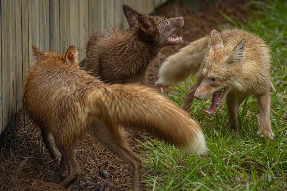 El programa de conservación global de Gatorland ayudó a rescatar a tres hermanos zorros rojos del comercio de pieles.