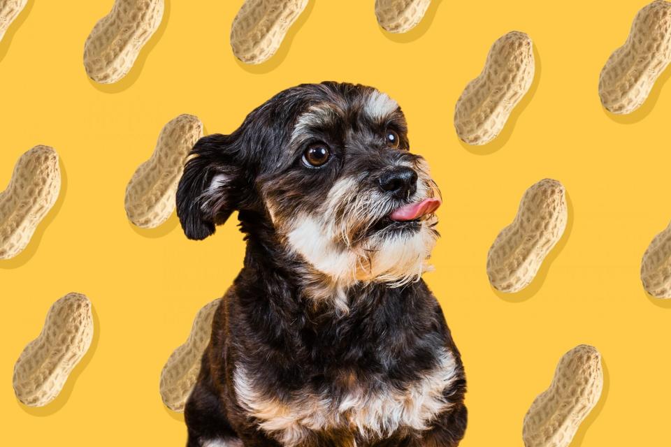 can a dog eat a peanut