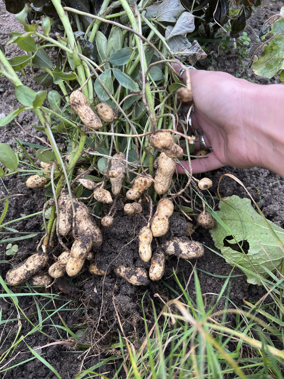 This Nov. 4, 2023, image provided by Melanie Smith shows peanuts clinging to a pulled-up plant in Bay Shore, New York. (Melanie Smith via AP)