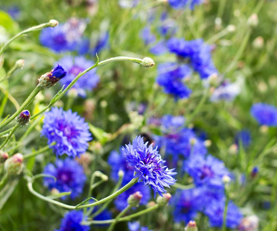 cornflowers