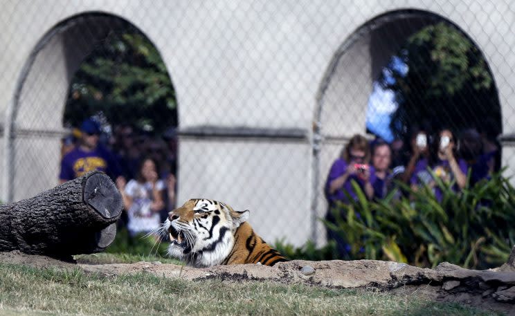 Mike VI, LSU’s live tiger mascot, died in October. (AP)