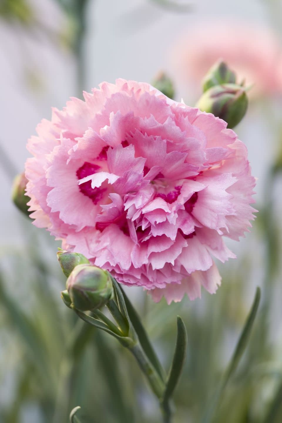 flower meanings carnation