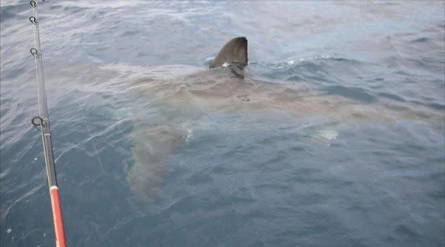 Authorities have warned holidaymakers to swim between the flags this Easter long weekend after a spike in shark sightings.