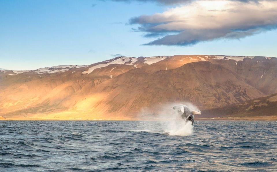 Whales (Getty Images/EyeEm)