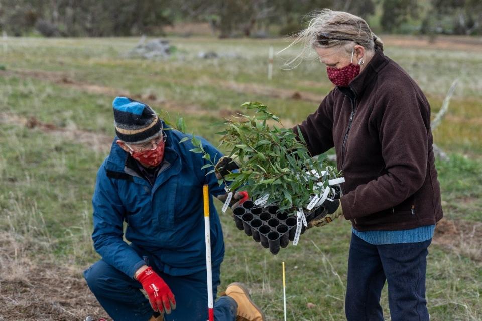 <span class="caption">Volunteers plant trees as part of Bush Heritage’s climate-ready revegetation experiment at Nardoo Hills Reserves, Dja Dja Wurrung Country, Vic.</span> <span class="attribution"><span class="source">Bush Heritage Australia</span></span>