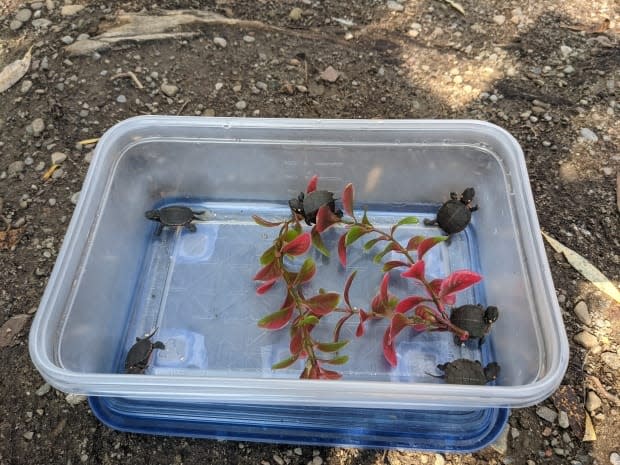 Five painted turtle siblings pad around a reusable lunch container before being released into the wild at the Royal Botanical Gardens on Monday, Sept. 13, 2021. (Saira Peesker/CBC - image credit)
