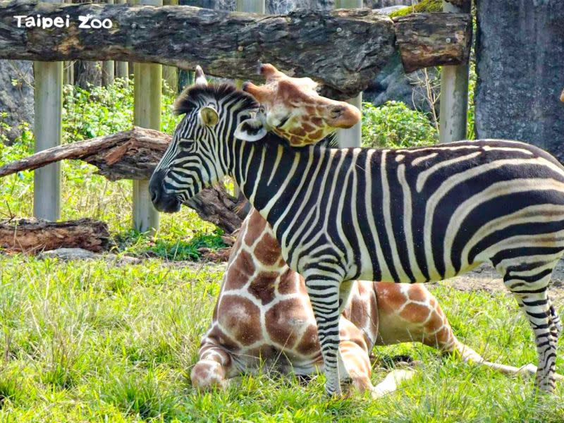 ▲原PO認為，動物園的CP值來說，就算門票調到120元還是太便宜。（圖／Taipei Zoo 臺北市立動物園臉書）