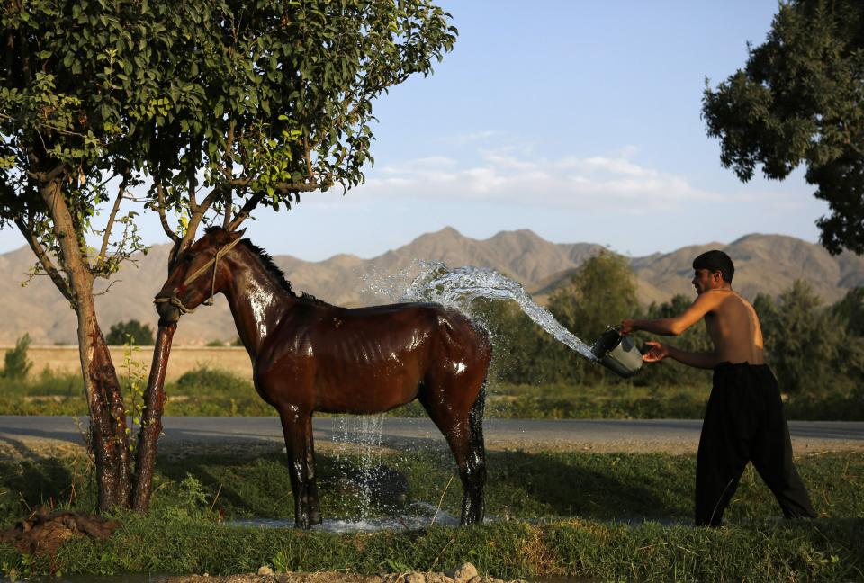 RNPS - PICTURES OF THE YEAR 2013 - An Afghan man washes his horse in Kabul August 4, 2013. REUTERS/Mohammad Ismail (AFGHANISTAN - Tags: SOCIETY ANIMALS TPX)