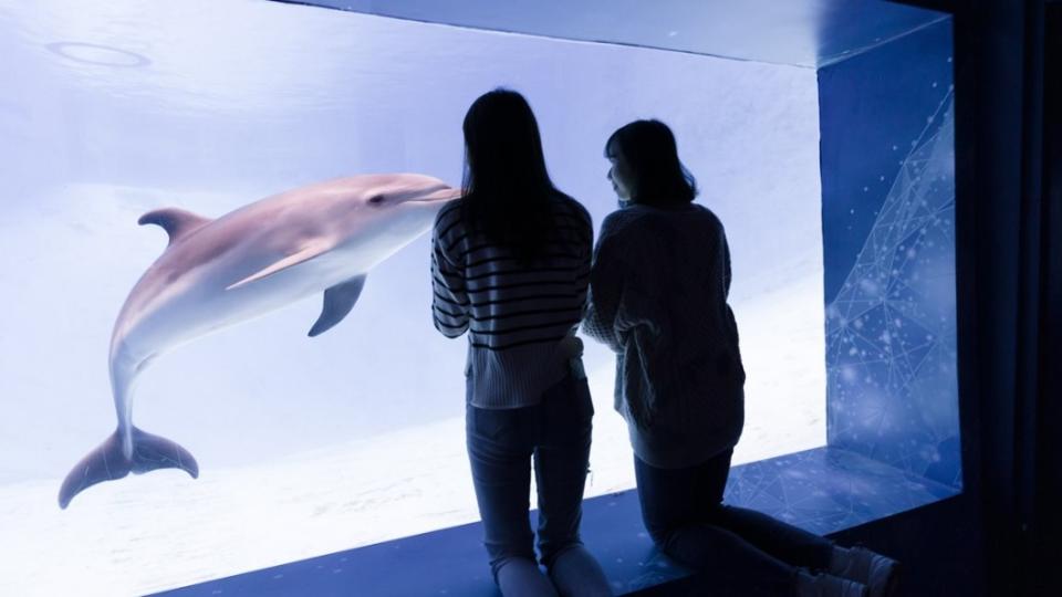 「遠雄海洋公園」新館設置海豚景觀窗，讓遊客可近距離欣賞海豚。（圖／翻攝自遠雄海洋公園官網）