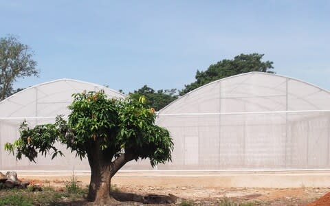 MosquitoSphere, a roughly 6,550-square-foot, screened-in structure designed to simulate a village setting - Credit: Etienne Bilgo&nbsp;