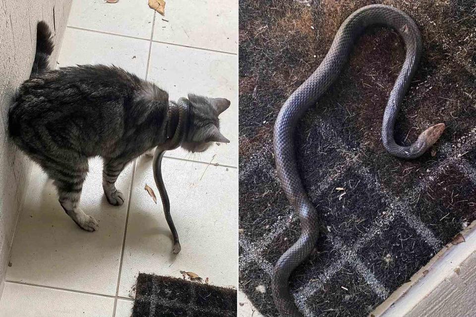 <p>Rebecca Daynes</p> Mabel the cat with an eastern brown snake wrapped around her neck (left) and an eastern brown snake after Mabel