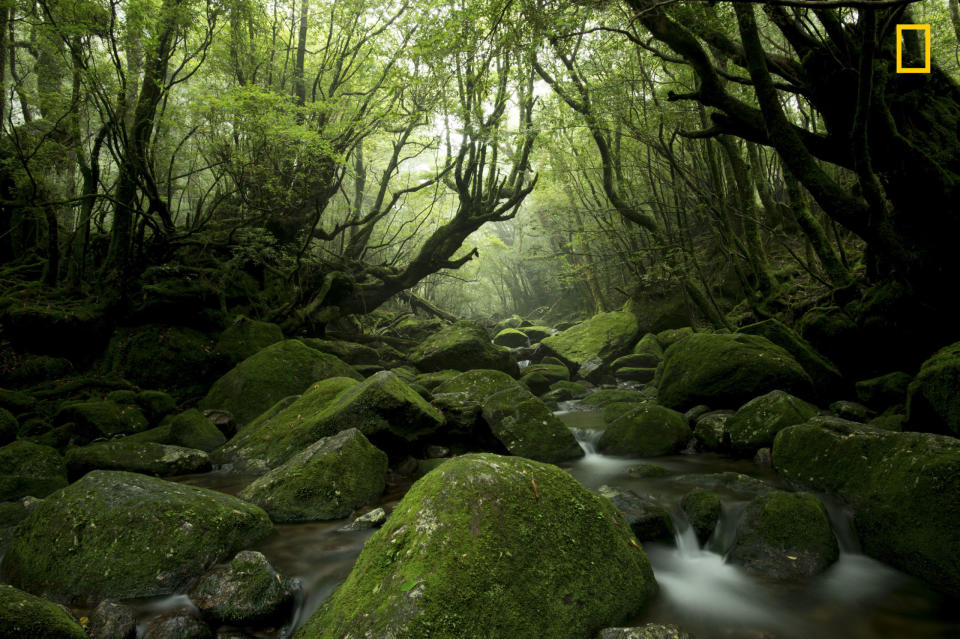 "Moss Forest"