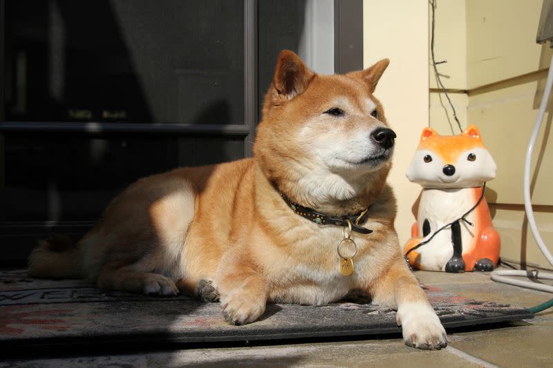 FILE PHOTO: Mimi Owen, an 11 year-old Shiba Inu, takes a break from campaigning and lies on a porch in Oakland, California