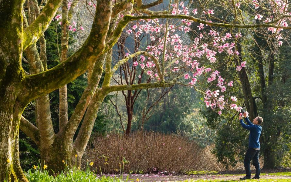 Magnolias at Trelissick, Cornwall. February may be the most fragrant in memory, the RHS says - (C) National Trust/Chris Lacey