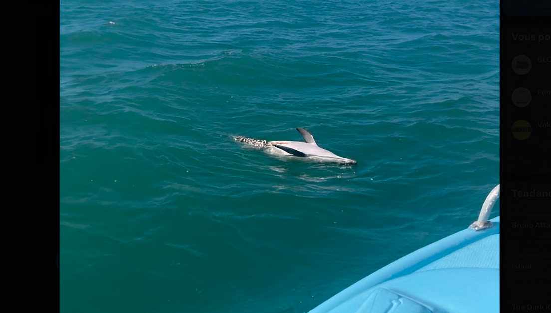 Sur place, l’association de protection des océans a photographié le cétacé mutilé et découvert un peu plus tôt par un sympathisant de Sea Shepherd France.