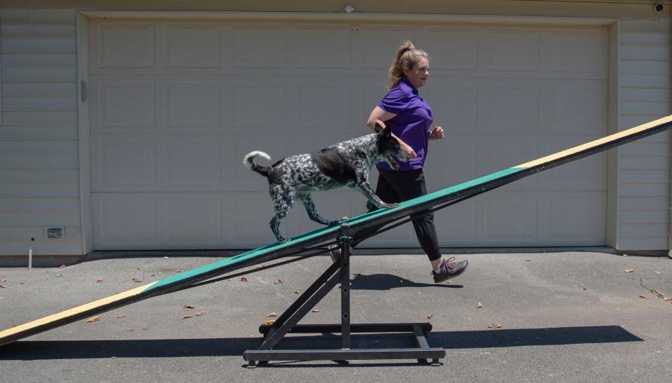 Zoey runs through a training exercise with Anjie Crow at Anjie Crow's home in Hermitage, Tenn., Wednesday, June 29, 2022. For the last five years Zoey has completed in agility competitions including the Westminster Dog Show. 